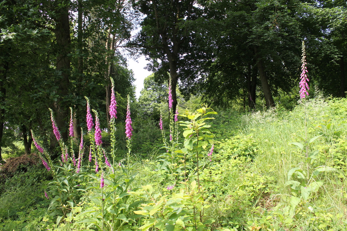 foxgloves near the top of the south facing slope